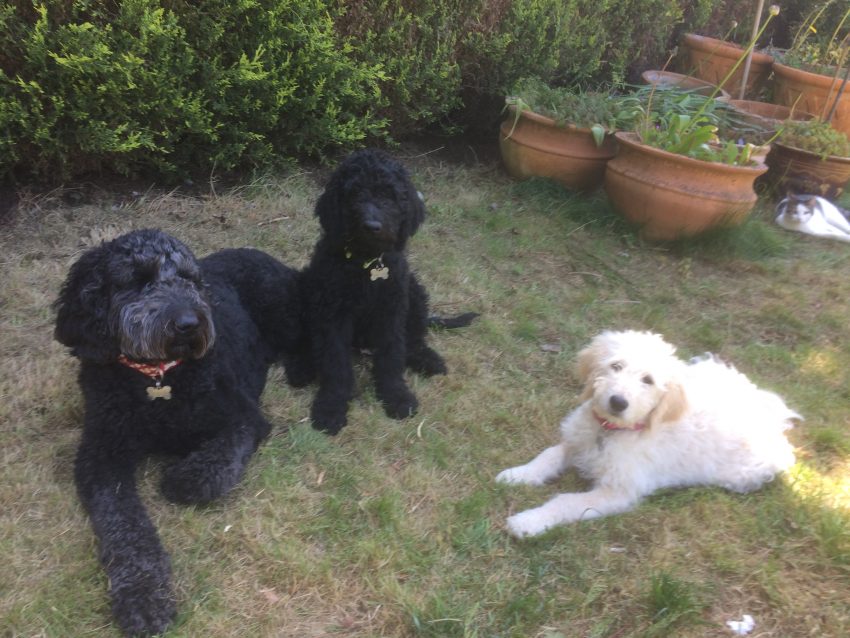 Goldendoodle family